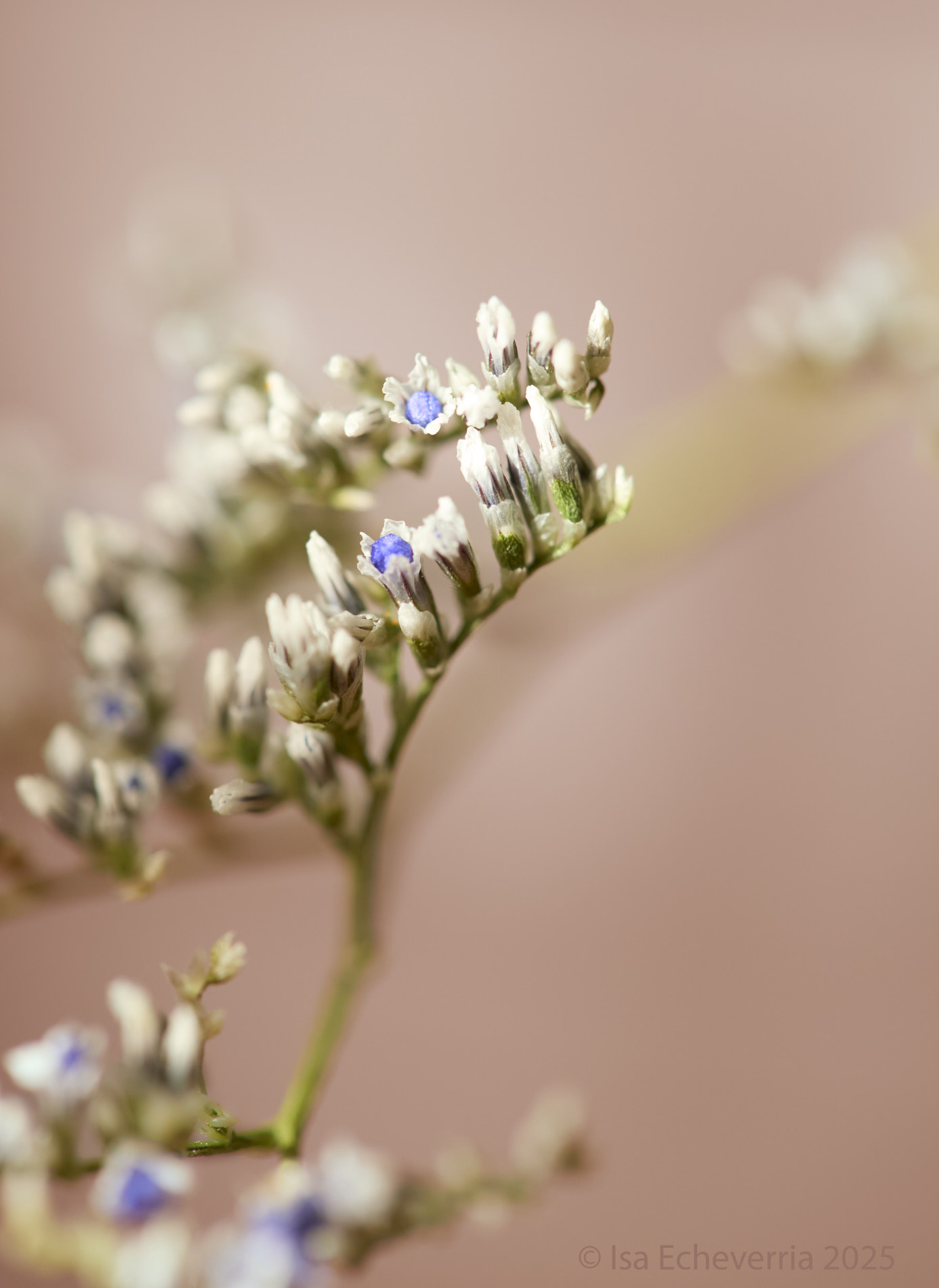 Isa Echeverria (2025)