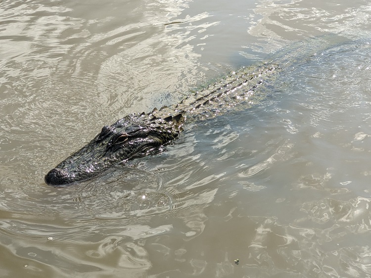 louisiana4.jpg