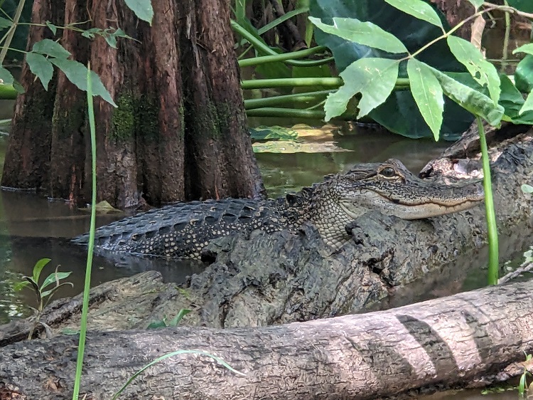 louisiana5.jpg