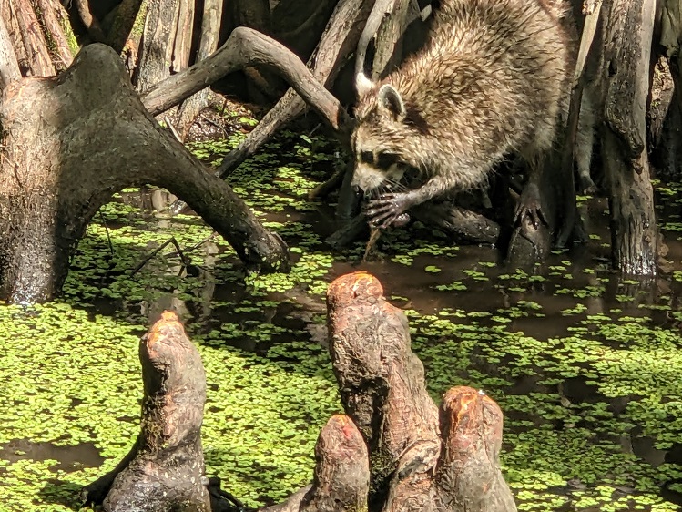 louisiana6.jpg